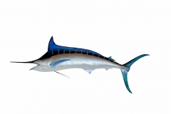 blue-marlin-1619908_1920