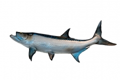 tarpon-1652063_1920
