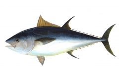 tuna-69317_1280