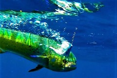 Mahi-Mahi-1