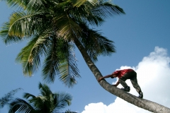 palm climber