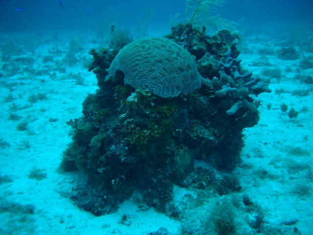 great-brain-coral-underwater