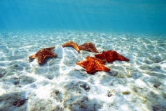CUSHION STARSnew